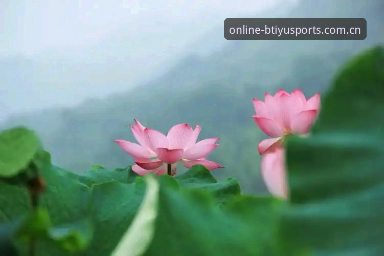 B体育平台地址对比实用指南：新手必备的BTIYU官网选择技巧